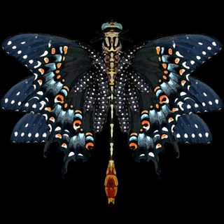 a combination butterfly/dragonfly. beautifully displayed as specimen on a black backdrop.