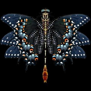 a combination butterfly/dragonfly. beautifully displayed as specimen on a black backdrop.